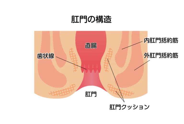 肛門の構造